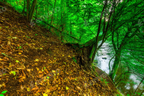Preview: Summertime Green Forest Photographed At Sunrise. Place Near River Wadag Near Olsztyn, Poland