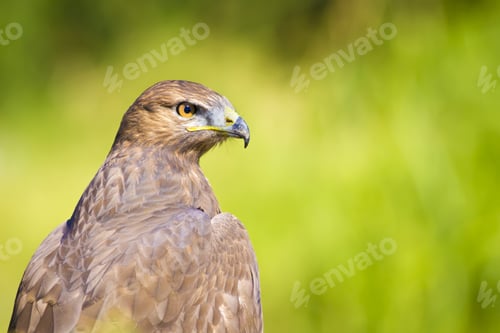 Preview: Bird Of Prey. Green Nature Background Long Legged Buzzard / Buteo Rufinus