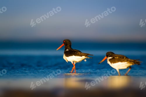 Preview: Water And Birds. Blue Sea, Blue Sky Background. Eurasian Oystercatcher / Haematopus Ostralegus