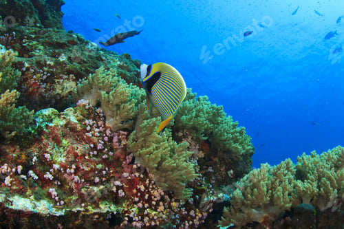 Preview: Emperor Angelfish