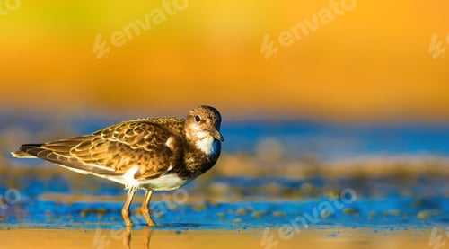 Preview: Common Bird Ruddy Turnstone. Blue, Yellow, Nature Background.