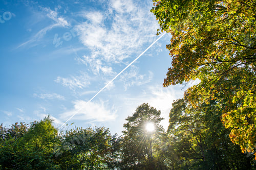 Preview: Summer Sun Lit Green Forest Park For Relaxsation In Nature