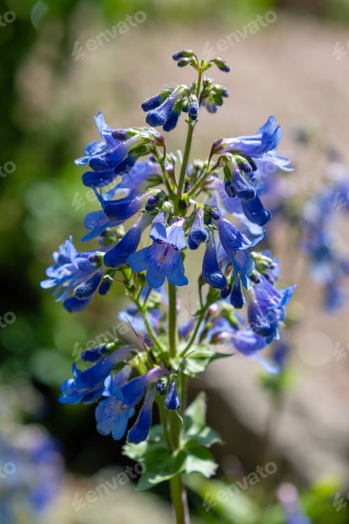 Preview: Penstemon ‘Heavenly Blue’ Perennial Garden Plant