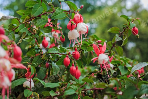 Preview: Beautiful Bush Fuchsia In The Garden, Fuchsia Flowers Blooming With Pink And Purple Petals In