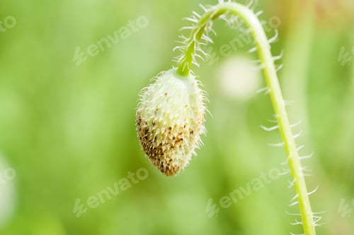 Preview: Poppy (Papaver Rhoeas) Buds With Natural, Green Background