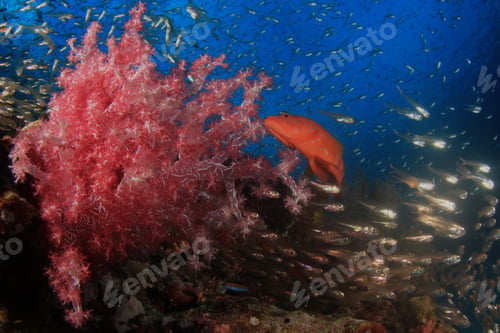 Preview: Red Coral Grouper Hunting Glassfish On Reef