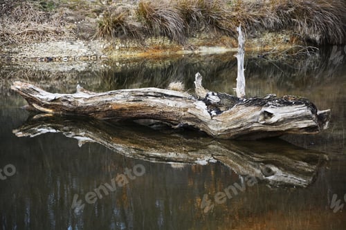 Preview: Tree Near Lake Landscape