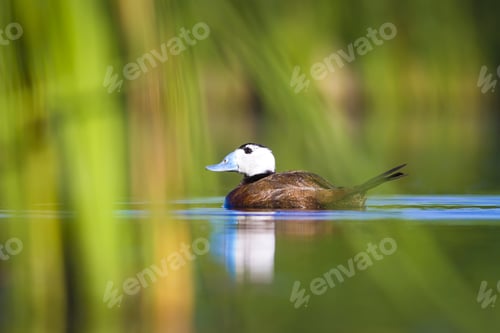 Preview: Swimming Duck. Cute Animals. Colorful Nature Background. Duck: White Headed Duck. Oxyura