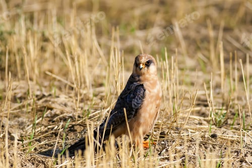 Preview: Falcon. Brown Yellow Nature Background. Bird: Red Footed Falcon. Konya Salt Lake. Turkey.