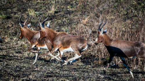 Preview: Blesbok Antelopes (Damaliscus Pygargus) In The Malolotja Nature Reserve, Swaziland