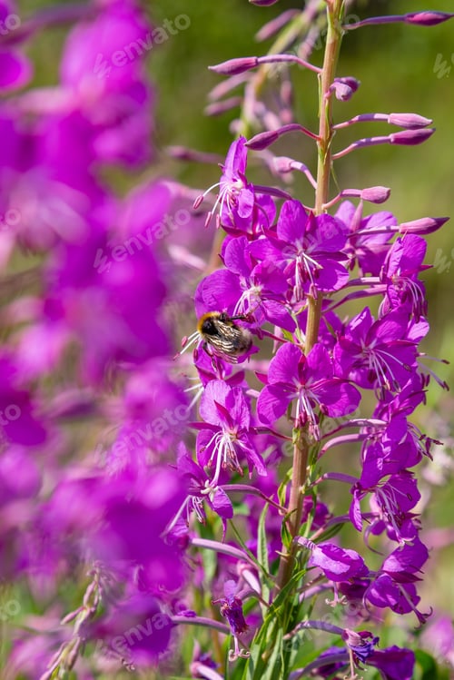 Preview: Bee On The Flowers Of Willow-Herb (Ivan Tea, Fireweed, Epilobium Flower ) In A Field. Plants Honey
