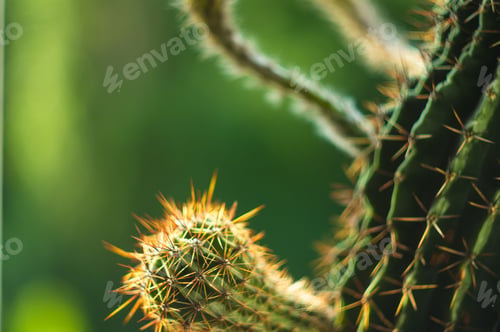 Preview: Cactus Echinopsis Tubiflora, Selective Focus, Close Up