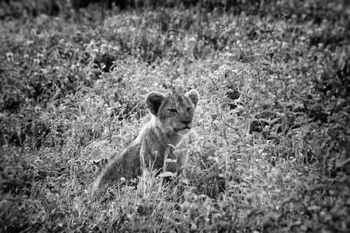 Preview: Lion Cub In The Grass In The Ngorongoro Crater, Tanzania