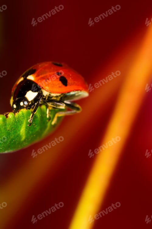 Preview: Cute Animal Ladybird. Natural Background.