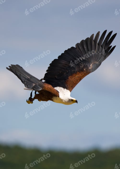 Preview: African Fish Eagle (Haliaeetus Vocifer)