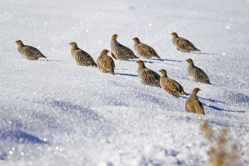 Preview: Partridges. Winter Nature Background. Grey Partridge. Perdix Perdix.