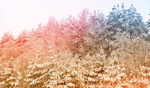 Preview: Blurred Christmas Background. Trees In The Snow. Winter Forest
