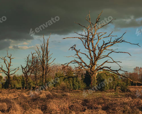Preview: Heathland With Dead Trees In Low Sunlight Under Cloudy Sky.