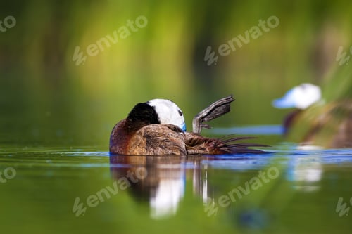 Preview: Swimming Cute Duck. Colorful Nature Background. Bird: White Headed Duck. Oxyura Leucocephala.