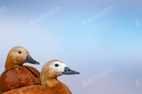 Preview: Cute Ducks. Blue Sky Background. Isolated Bird Images. Birds: Ruddy Shelduck. Tadorna Ferruginea.