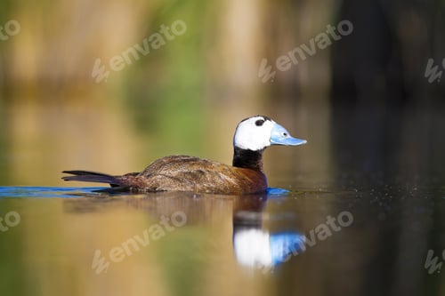 Preview: Duck Swimming In Lake. White Headed Duck White Headed Duck Oxyura Leucocephala