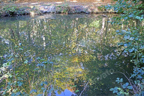 Preview: Trees Reflected In A Lake In Autumn