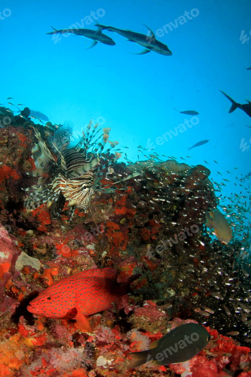 Preview: Coral Trout (Grouper) And Lionfish Fish Underwater