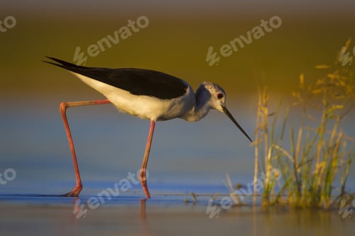 Preview: Water Bird. Colorful Nature Background. Bird: Black Winged Stilt. Himantopus Himantopus.