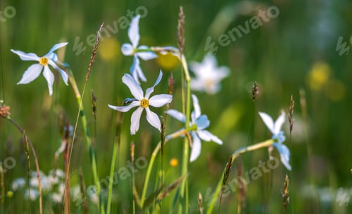 Preview: Daffodils In The Spring