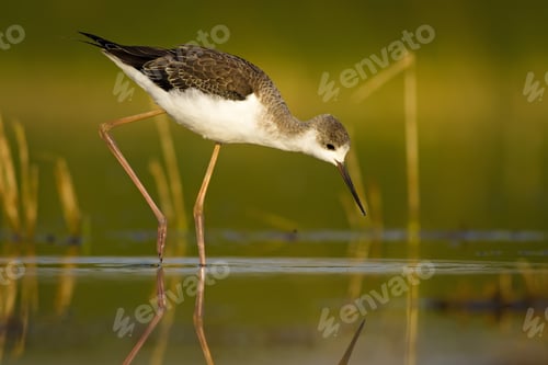 Preview: Water Bird. Black Winged Stilt. Green Nature Habitat Background. Bird: Himantopus Himantopus.