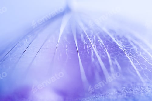 Preview: Macro, Abstract Composition With Dandelion Seed