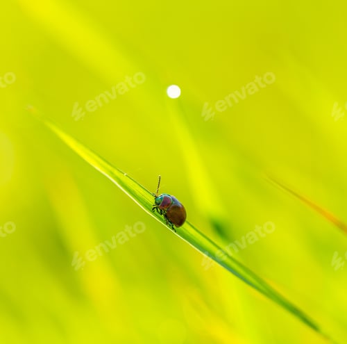 Preview: Beetle Sitting On Plant In Morning Light. Beetle Macro.