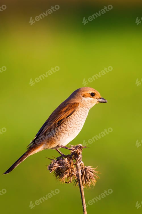 Preview: Cute Bird .Yellow Green Nature Background. Red Backed Shrike / Lanius Collurio