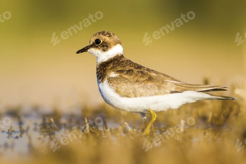 Preview: Cute Little Water Bird. Yellow, Green Water Nature Habitat Background. Bird: Common Ringed Plover
