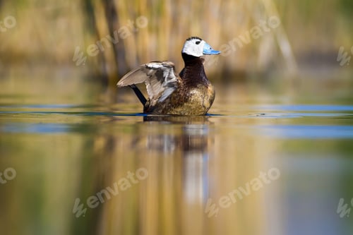 Preview: Swimming Duck. Colorful Nature Background. Bird: White Headed Duck. Oxyura Leucocephala.