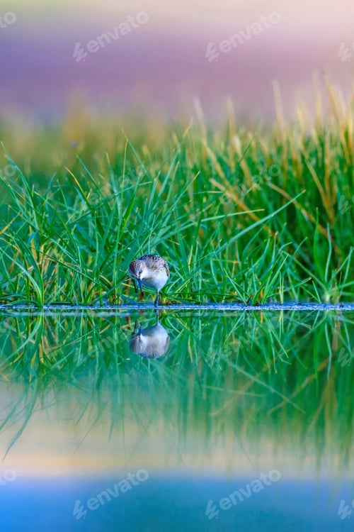 Preview: Cute Water Birds And Nature. Landscape Nature And Birds. Green Nature Background. Common Bird