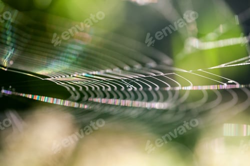 Preview: Abstract Composition With Spider Web Details And Natural Colors