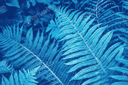 Preview: Green Leaves Of The Fern Against The Background Of The Summer Landscape.