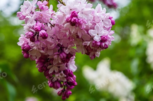 Preview: Beautiful Purple Lilac Flowers On Natural Background. Inflorescences Of Violet Lilac In The Spring