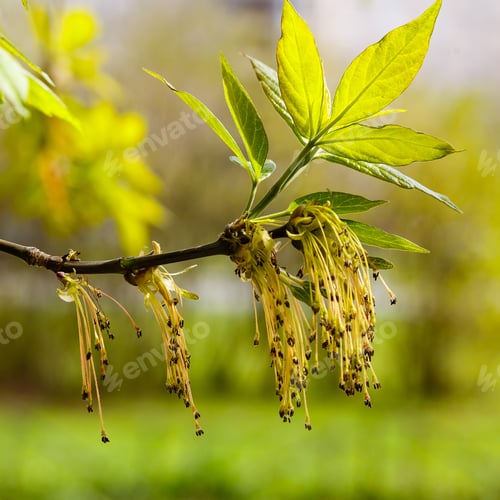 Preview: Fraxinus Еxcelsior Flower In Spring Time. Tree Blooming In Spring, Pollen Allergy, Asthma In Spring