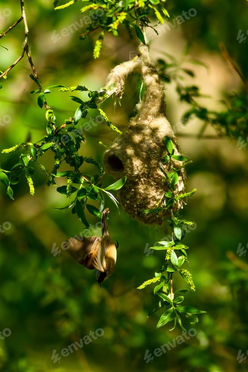 Preview: Cute Bird And Nest. Green Natural Background. Common Bird. Eurasian Penduline Tit. Remiz Pendulinus.
