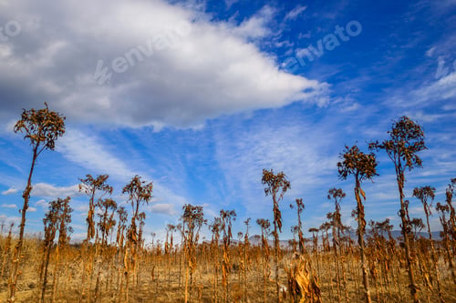 Preview: Dry Tobbaco Plant, Armenia