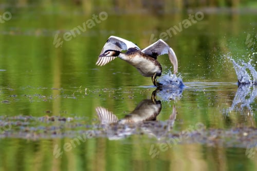 Preview: Beautiful Water Bird Is Running. Great Crested Grebe. Green Nature Habitat Background. Bird: Great