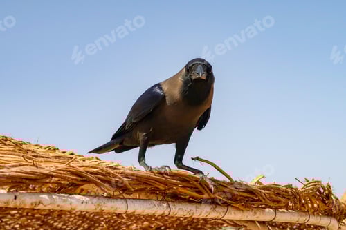 Preview: Crow On A Background Of The Sky Sits