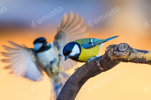 Preview: Cute Little Birds. Clean Background. Yellow Blue Nature Background. Great Tit / Parus Major