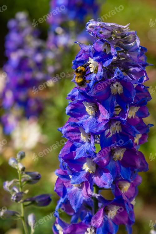 Preview: Beautiful Delphiniums Blooming In The Garden.
