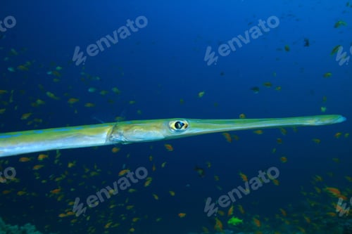 Preview: Smooth Cornetfish (Fistularia Commersonii)