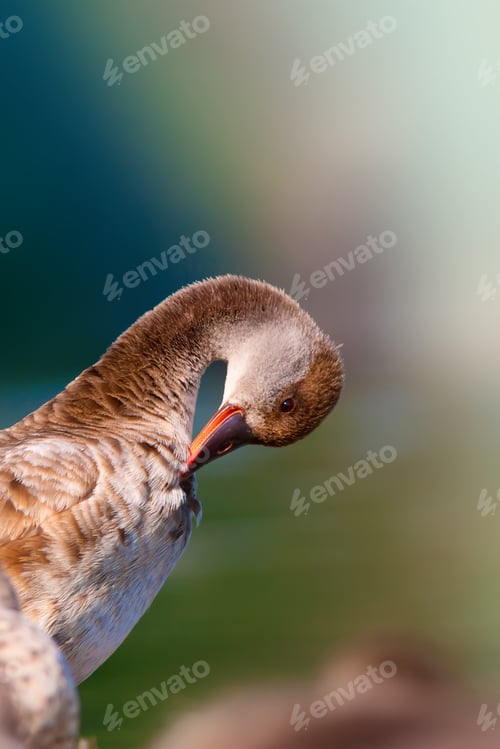 Preview: Cute Duck. Nature Background.