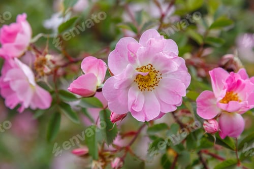 Preview: Lovely Pink Flowers Of Wild Rose In The Garden. Rose Flowers On A Natural Background.