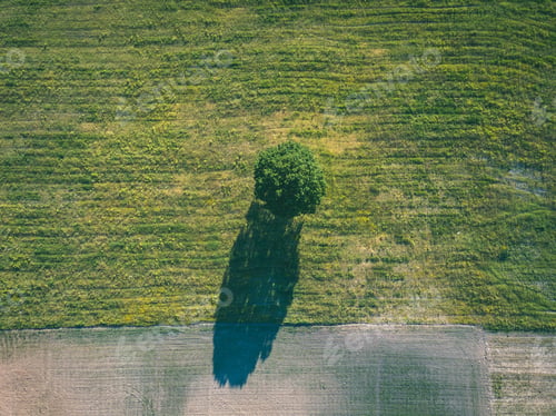 Preview: Drone Image. Aerial View Of Empty Cultivated Fields With Lonely Tree In The Middle. Latvia Summer